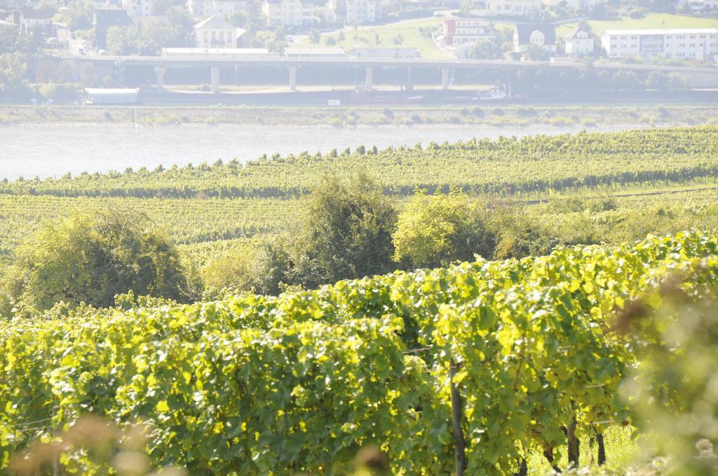 Landgasthof Germania Rüdesheim am Rhein Exterior foto